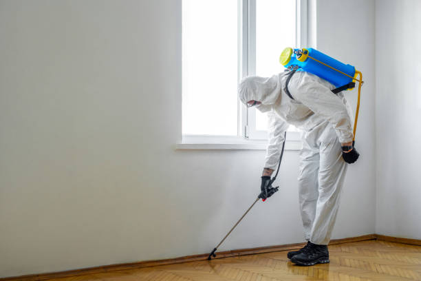Best Flea Control Services  in St City, AR