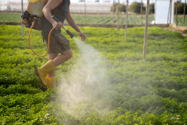 Best Local Pest Control Services  in St City, AR