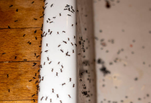 Best Wildlife Control Services  in St City, AR