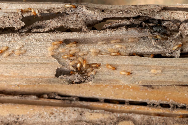 St City, AR Pest Control Pros